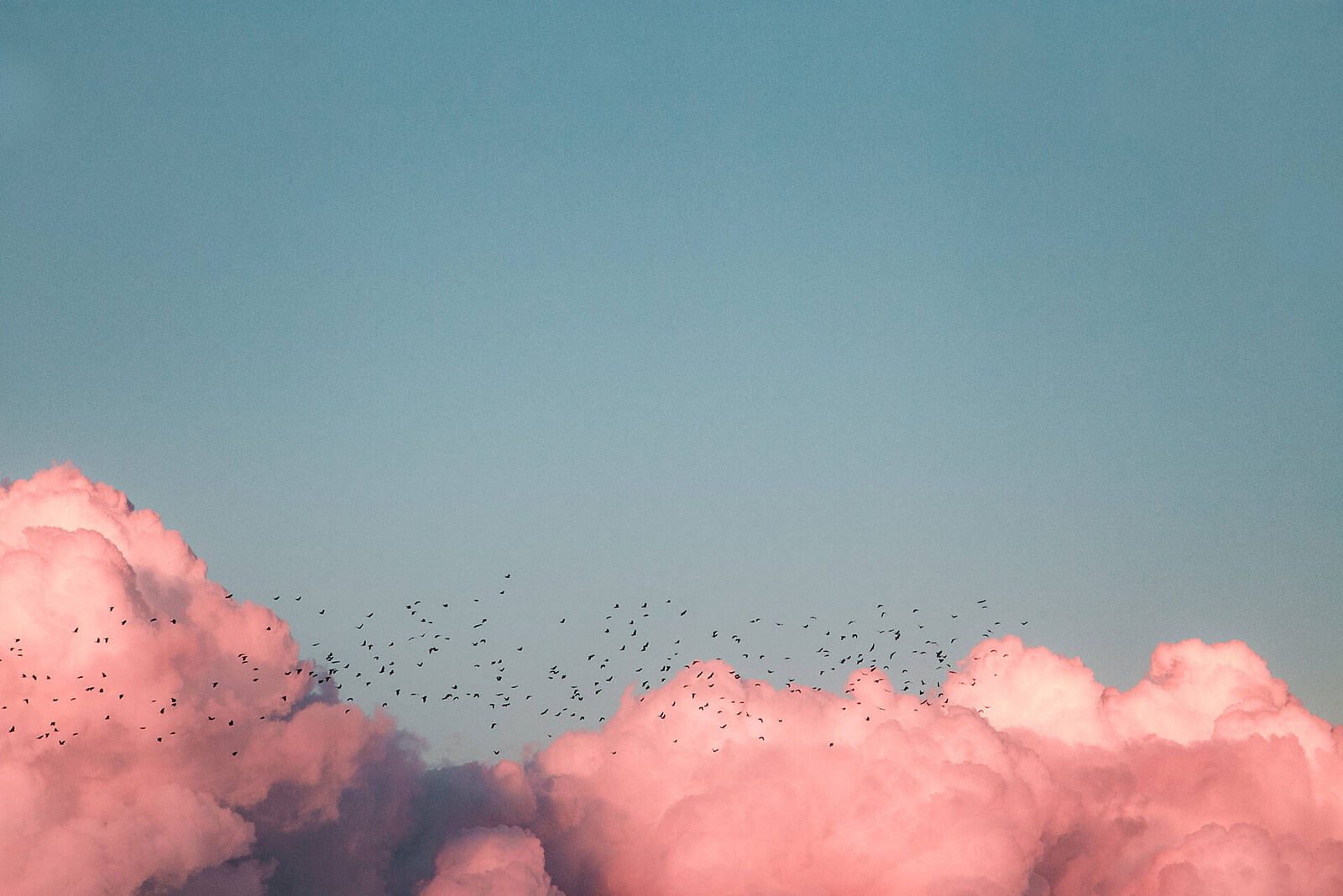 Vogelschwarm über rosa Wolken